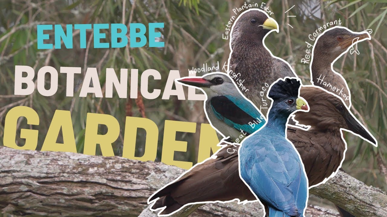 Forest Dawn Chorus — thumbnail