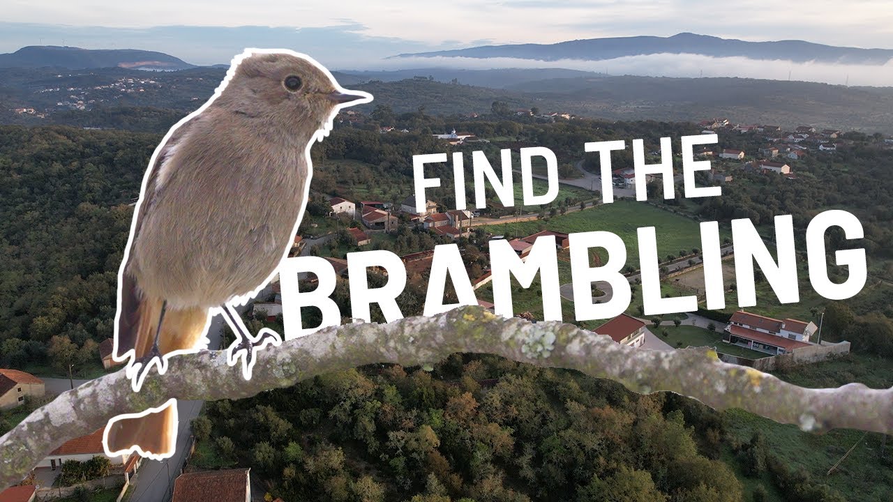 Forest Dawn Chorus — thumbnail