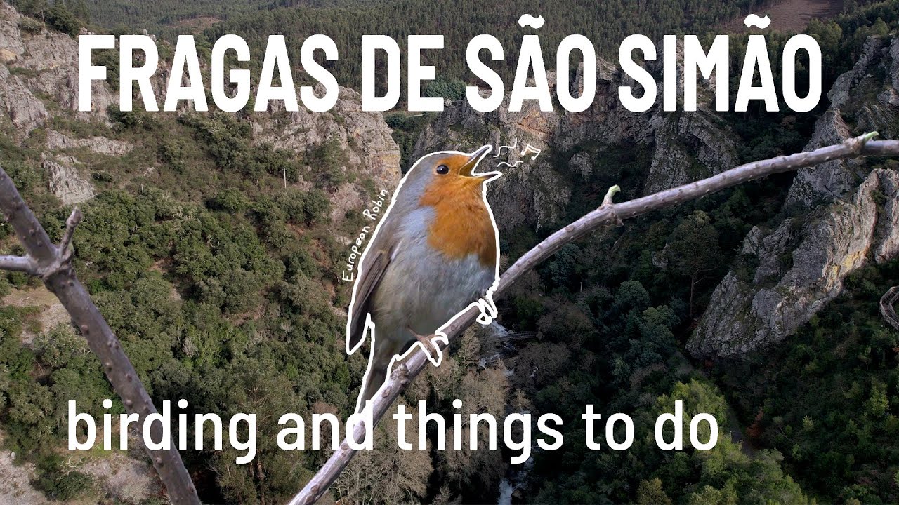 Forest Dawn Chorus — thumbnail