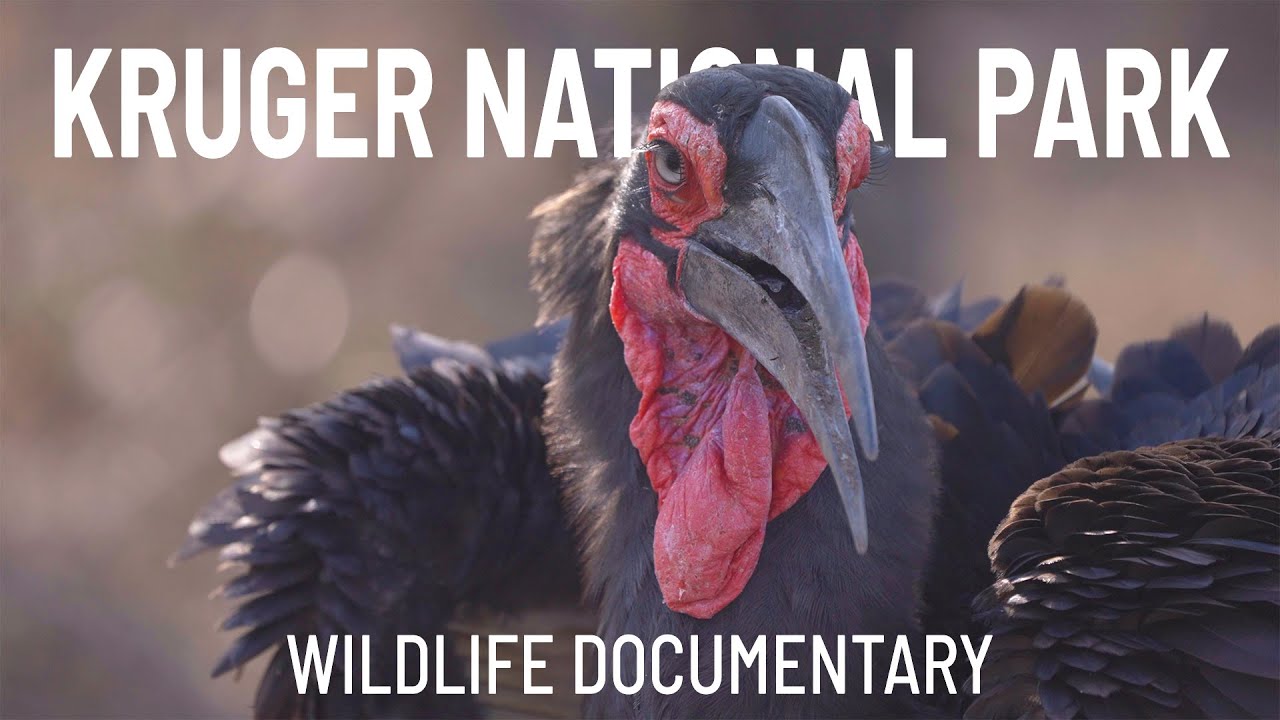 Forest Dawn Chorus — thumbnail