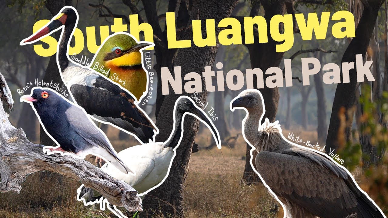 Forest Dawn Chorus — thumbnail