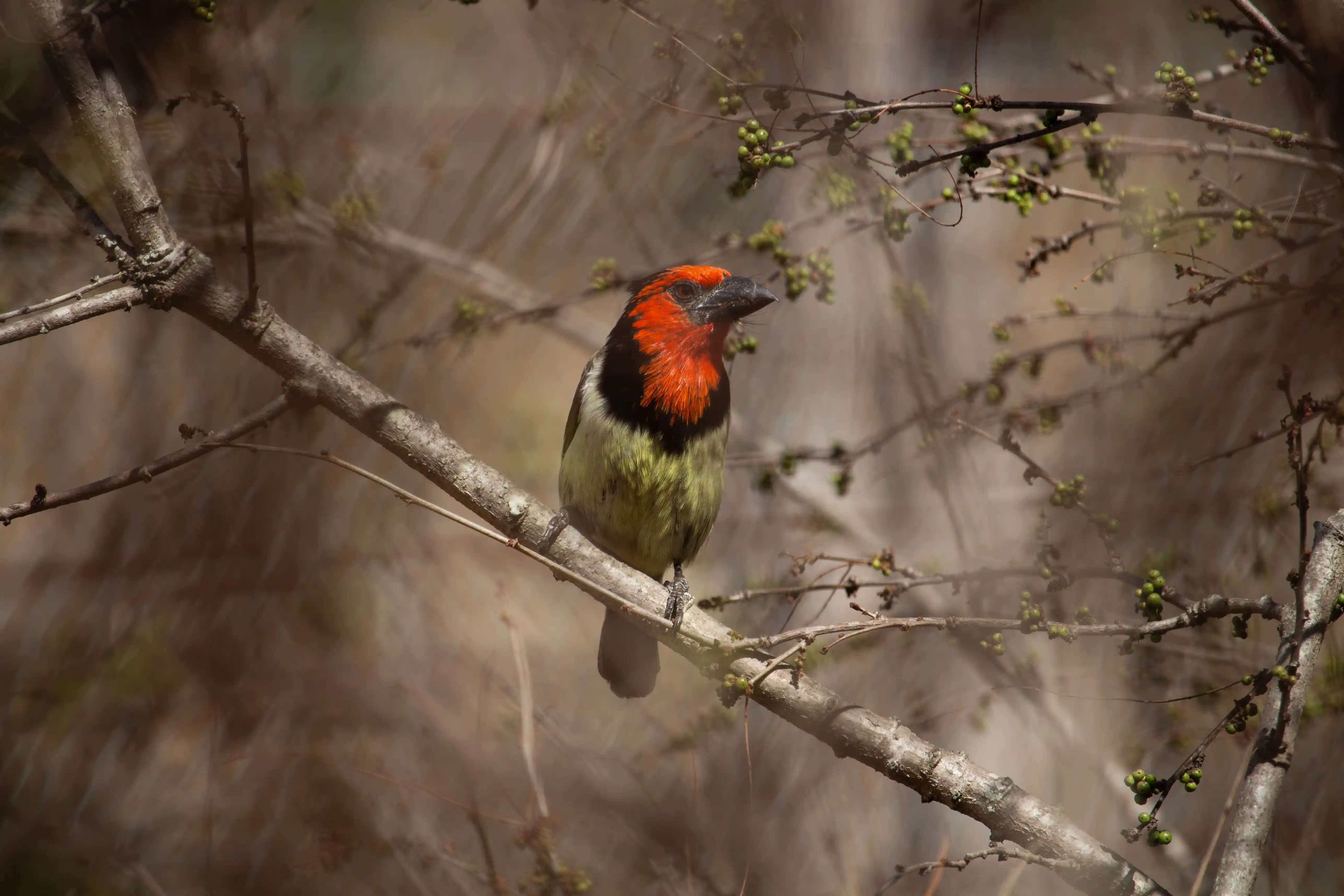Malawi Birding Tour